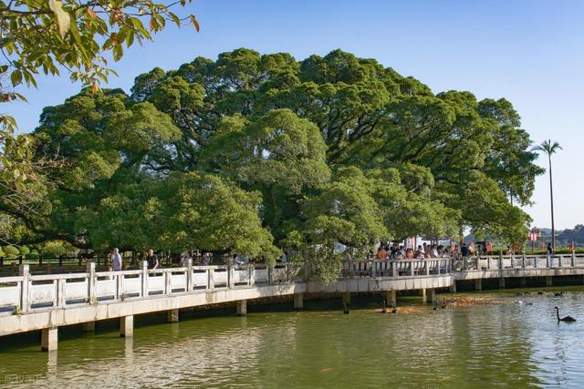 原来海边城市可以这么安静！福州：满城榕树下，藏着最真实的闽都