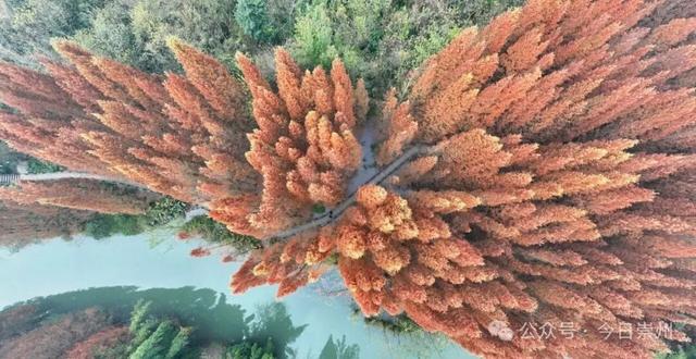 免费又出片！崇州初冬宝藏秘境，美到封神！