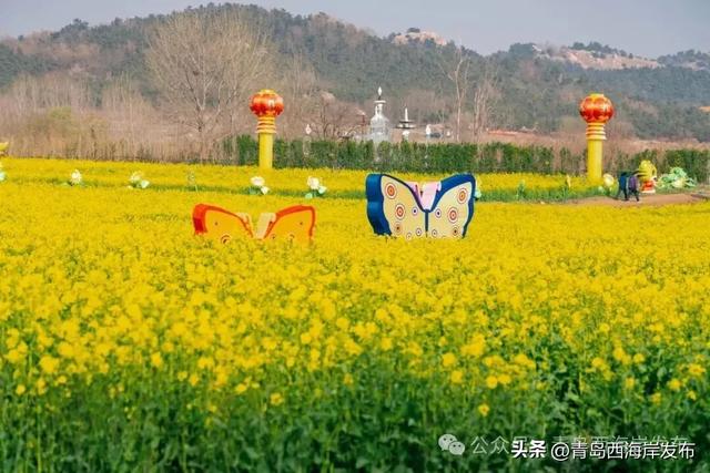 西海岸油菜花海来了！