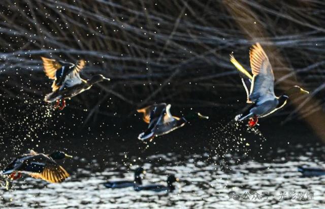 【冬天的野麻湾】阳关雪及野麻湾的飞鸟