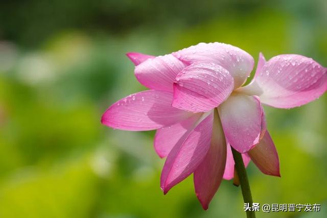 赏滇池湖畔的“夏雨荷”，就来晋宁甸心村