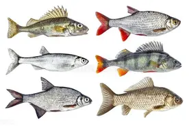 去除鱼腥味的最佳香料及科学方法图片