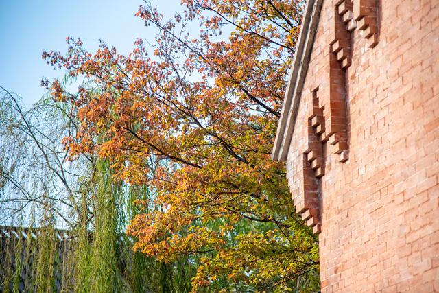 初冬古城｜听落叶飘落，才算读懂它的温柔
