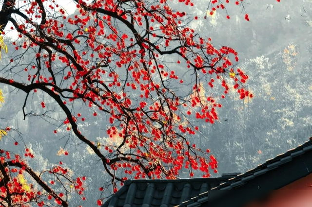 安徽一人家“老屋一棵柿子树”走红，真的很特别，飞趟徽州只为它