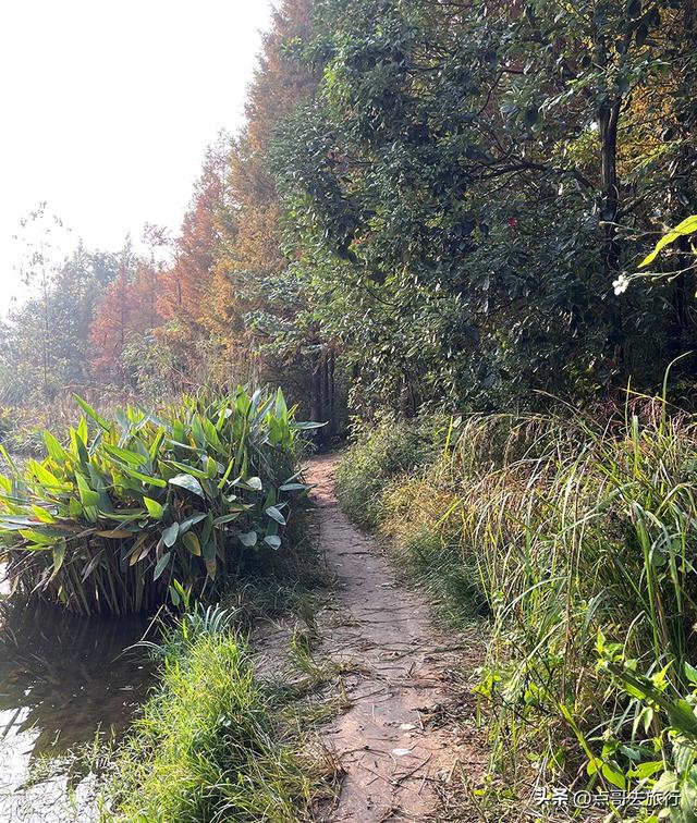 成都最美水杉红了，染红了湖面，不要门票，地铁公交直达！