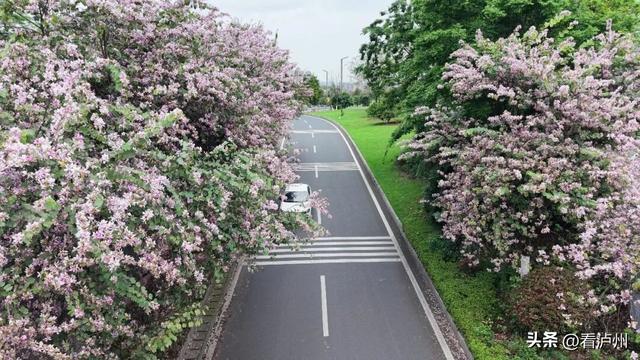 泸州限定浪漫！二环路、兆和路迎来紫荆花盛放期