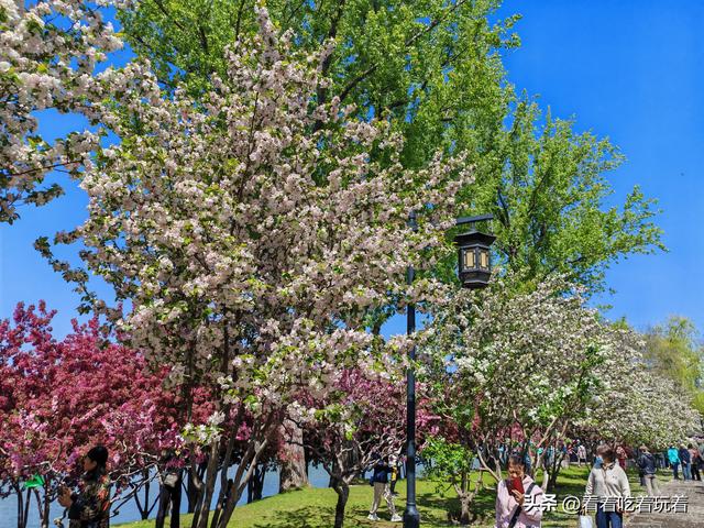 北京公园赏花记