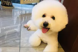 宠物店老板教你养狗家里需要常备什么药图片