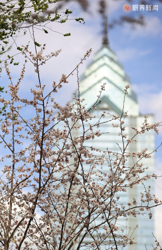 被乌鲁木齐的春天治愈了，花开满城→