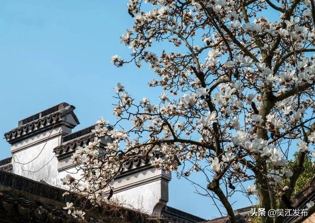 一起赏花去！吴江春日出游计划→