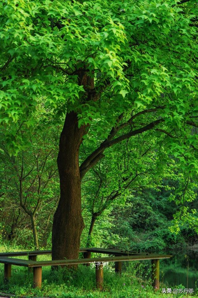 带宠撒欢隐世山居！武汉周边游｜3天2晚就在这里发呆