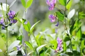 抄书打卡第五天：诗经·小雅—《采薇》图片