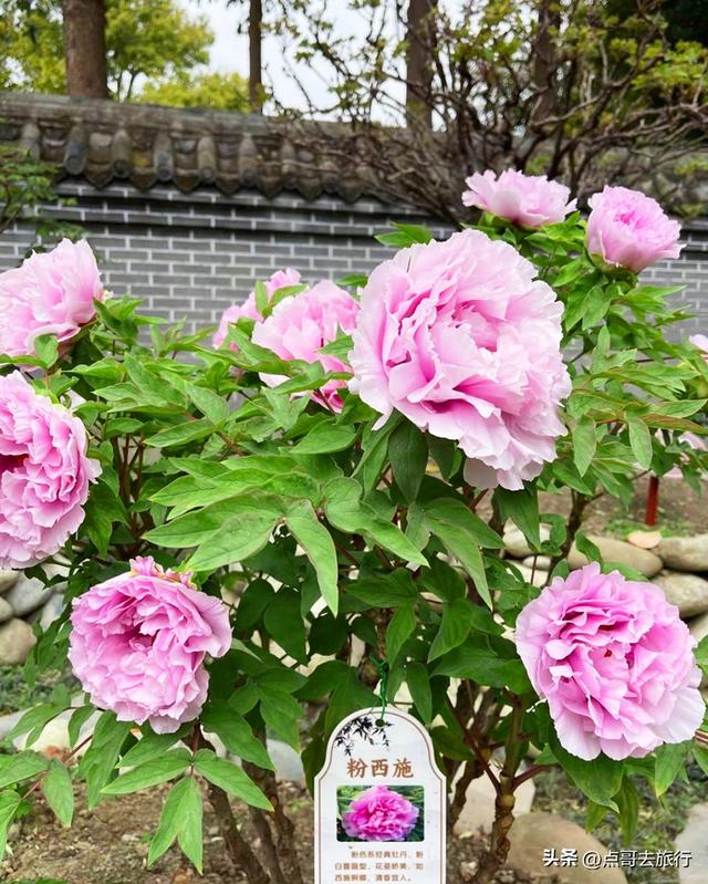 成都20000株牡丹惊艳盛放，华丽与黄墙相映，不愧是顶流赏花地！