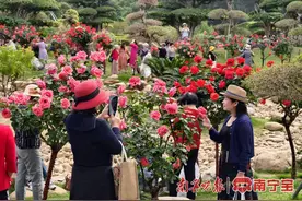 2万株月季竞相盛开，来一场浪漫约会图片