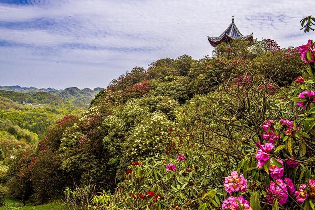 被严重低估的贵州毕节：这100多平方公里的杜鹃，不看真的会后悔