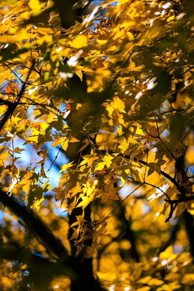 初冬时节，回眸临夏最后一抹绚烂