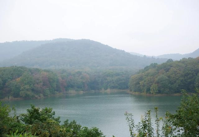 华东超大 “天然氧吧” 免费开放！南京这个森林公园藏不住了