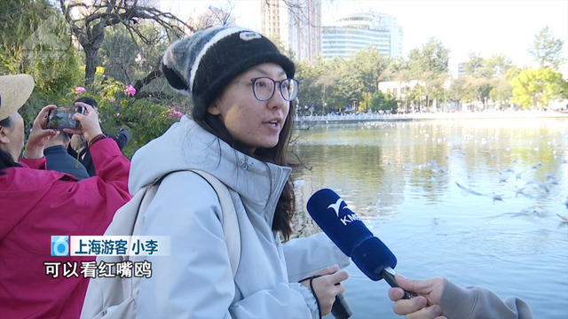 “鸥”经济爆发！昆明元旦酒店订单猛增118%，全靠这群小可爱