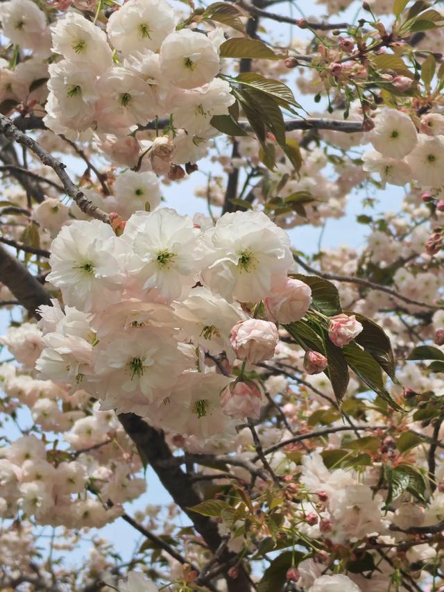 满园春色关不住 独领风骚樱花秀