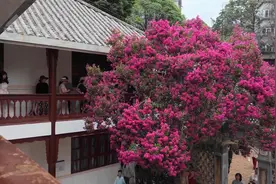 紫薇花正艳，院落里藏着昆明夏日的浪漫图片