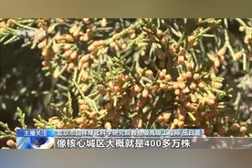 过敏星人有救了！解决天坛柏树“冒烟”的法子找到了图片