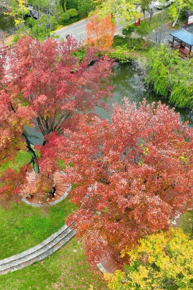 黄陂这些点位出片率绝了!