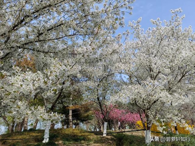 北京玉渊潭，赏樱正当时