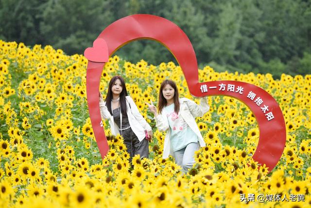 六盘水明湖百余亩花田盛开引游客赏花入画来