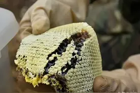 蜂农绝不外传的四季采蜜表：看完再买蜂蜜算你赢！图片