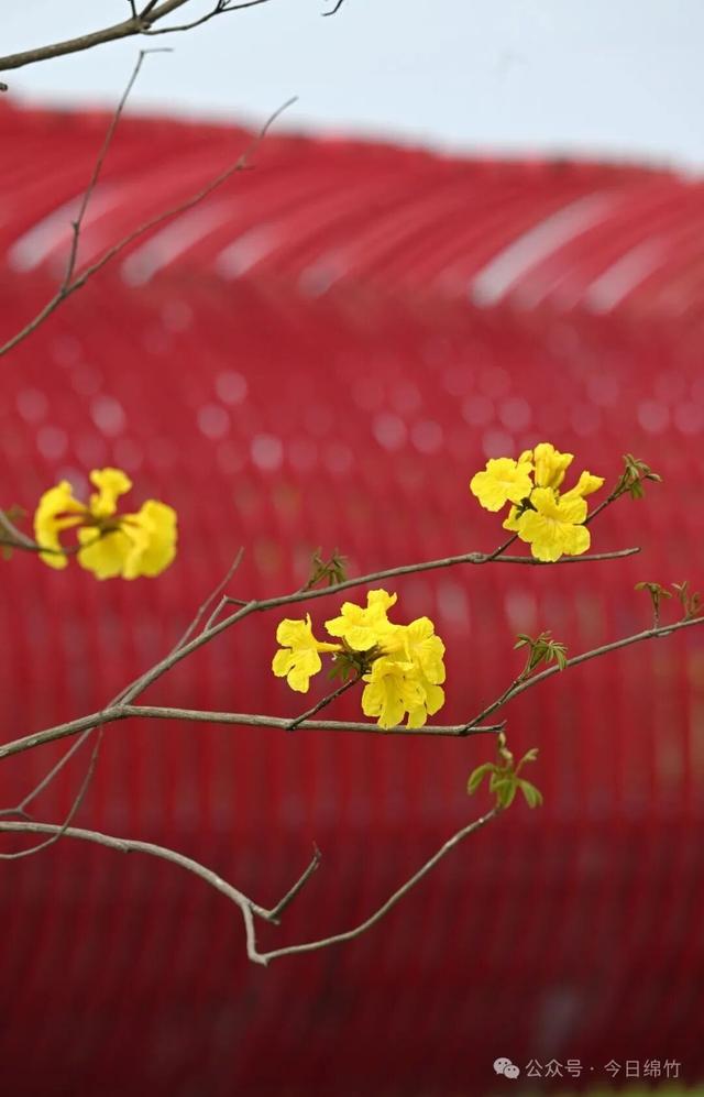 绵竹这里太美了！适合遛娃、运动、拍照，还有风铃木花海......