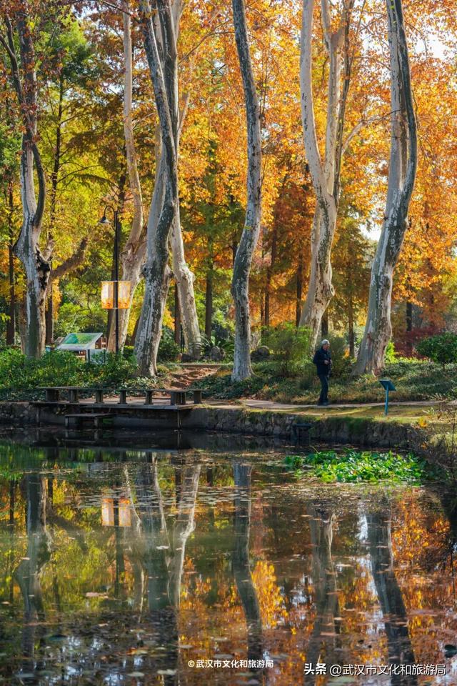 晴晴晴晴晴晴晴晴，东湖彩叶美出新高度！