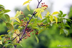 为什么说家里不能种花椒树，原因很现实，家里有花椒树的了解下图片