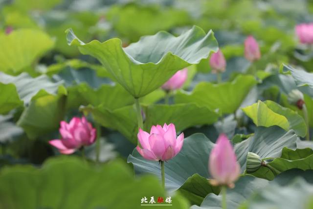 下映后，哪吒“六遛”北辰！说了啥？