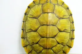 养了好几年的巴西龟为什么突然死去？血的教训！图片