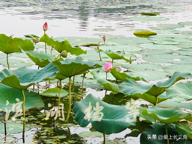 蠡湖荷韵