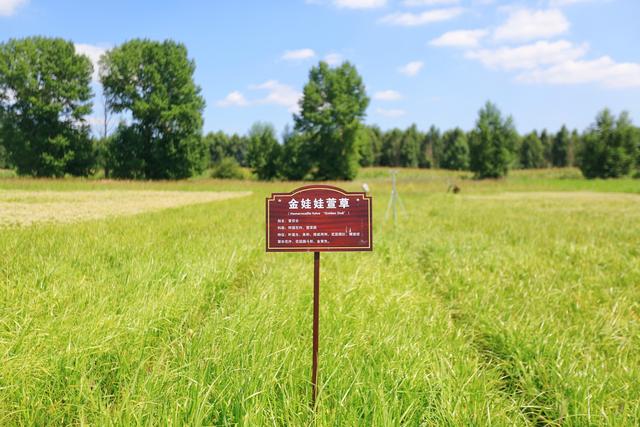 承德小滦河湿地公园，花的世界，林的海洋，是围场里的绿野仙踪