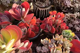 养多肉8年，发现10种多肉，好养又耐看图片