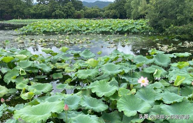 杭州西湖十景是哪十个景点？一日游该如何规划？有什么注意事项？