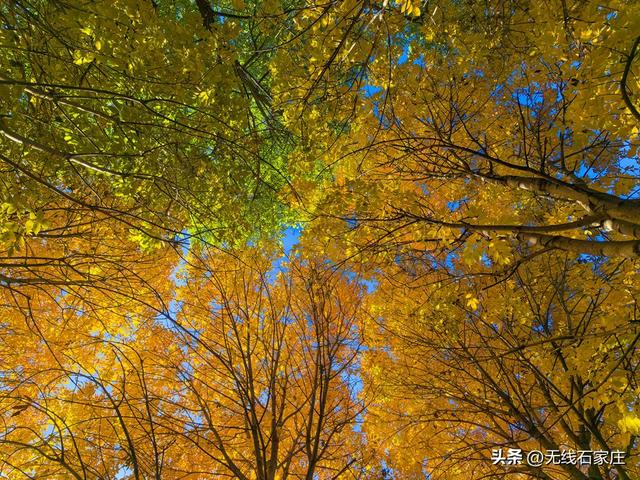 石家庄：秋色如画