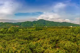 “中国龙眼看广西，广西龙眼看平南！”（内附采购名录及联系方式）图片