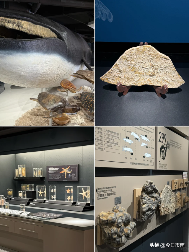 来市南，看虎界“刘亦菲”！与“神奇动物”零距离～