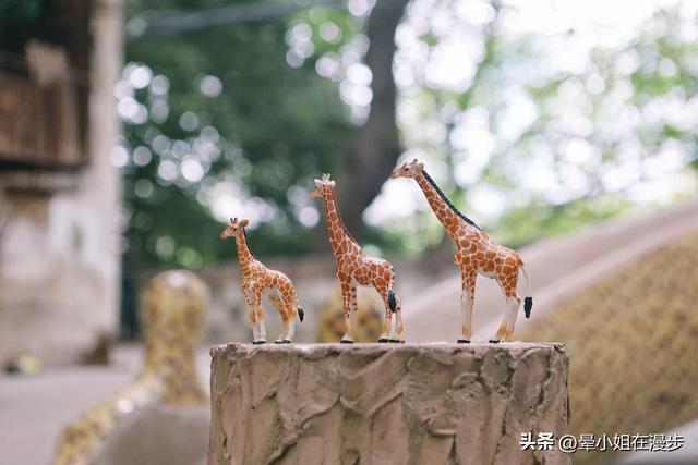 在重庆迷宫式的石坪村，找到童年的长颈鹿滑滑梯