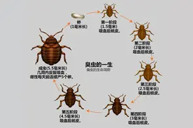 消失的它——臭虫图片