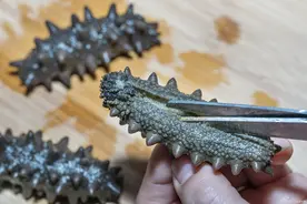 海参营养价值如何？癌症患者不能吃海参吗？图片