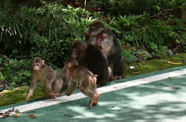广元不远 周末优选｜不如见一面，顺便玩一圈！清明假期带你玩转唐家河