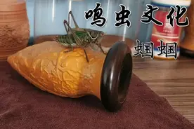 何红博聊鸣虫：怎样挑选一只音色好的蝈蝈图片