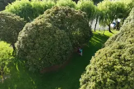 金秋十月 温州美景换上“新装”！图片