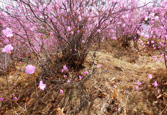 闻名省内外的“本溪地区最大的野生映山红花海”即将迎来观赏季