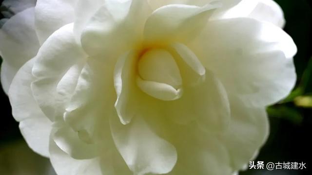 百年风骨，玉盏凝香！建水文庙三百岁白山茶迎盛花期