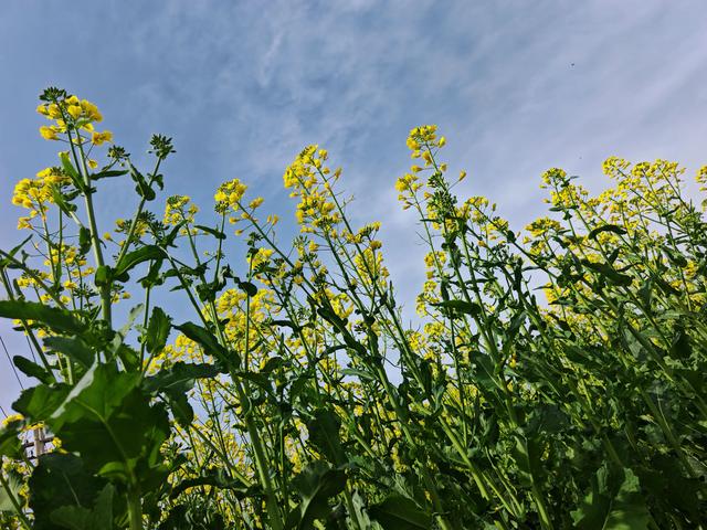 宝鸡市渭滨区燃灯寺村:金色花海绘就春日“富春山居图”